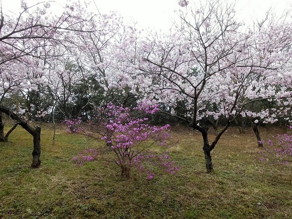 桜とツツジ.JPG