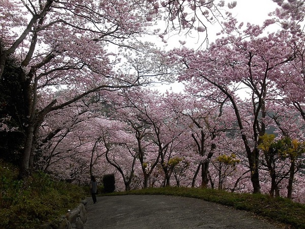 桜のトンネル.JPG