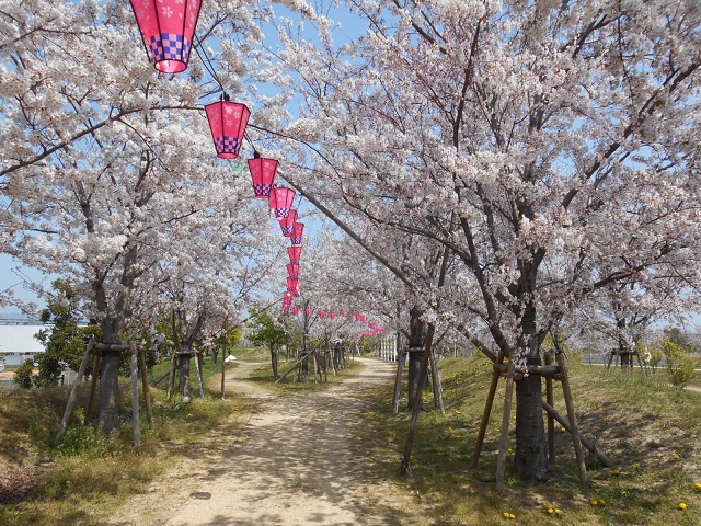 桜祭り２ (2).JPG