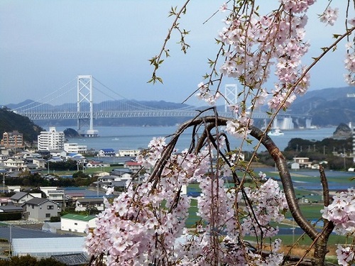 鳴門大橋と桜.JPG